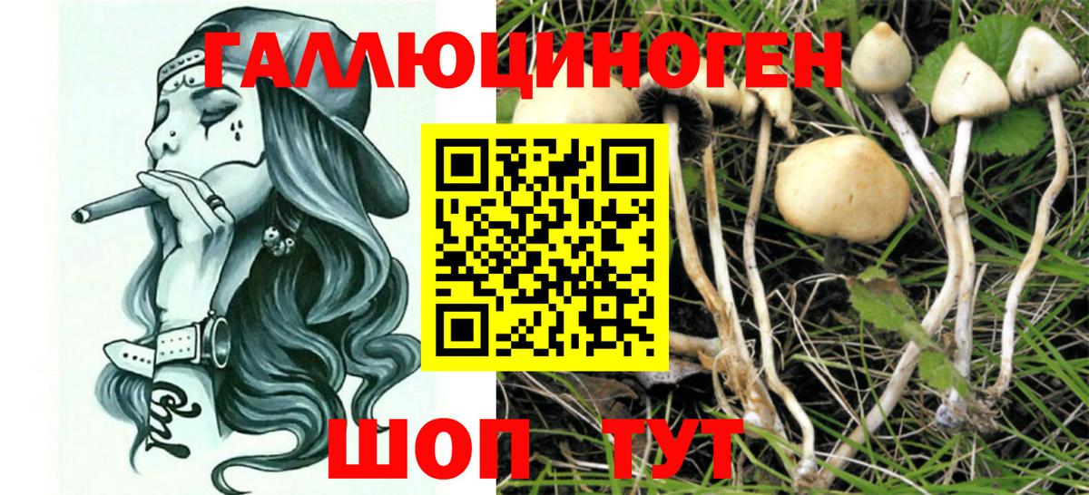 Галлюциногенные грибы Psilocybine cubensis Валуйки